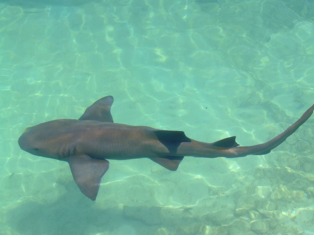 Dolphin Cove Jamaica - Shark Show