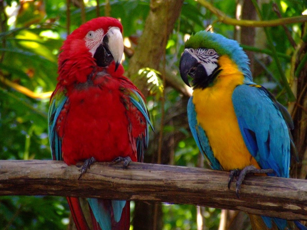 Dolphin Cove Jamaica - Beautiful birds